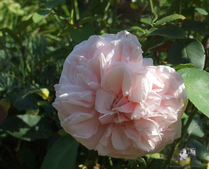 Souvenir de la Malmaison Bourbon-Rose