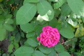 Rosa damascena 'Rose de resht'