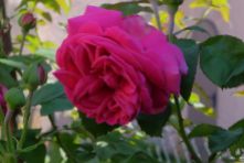 Rosa borbonica 'Mme Isaac Péreire'