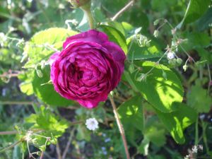 Rosa x centifolia - Unbekannt